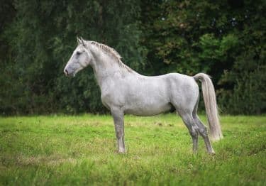 Guides Lipizzan