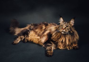 Guides Maine Coon