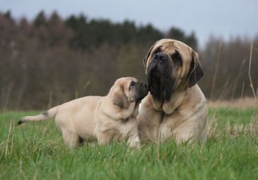 Guides Mastiff