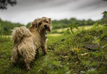 Guides Norfolk Terrier