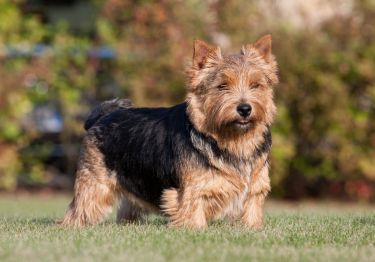 Guides Norwich Terrier
