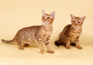 Guides Ocicat