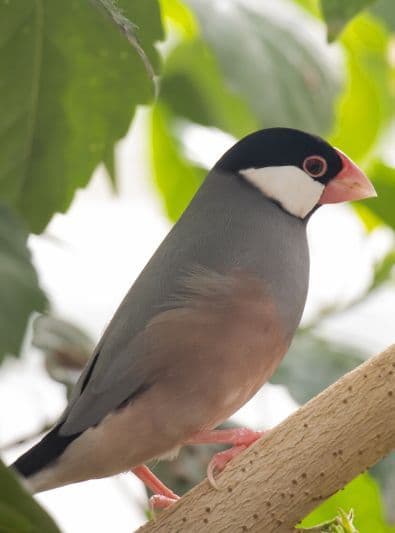 Guides Padda de Java