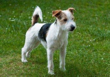 Guides Parson Russell Terrier