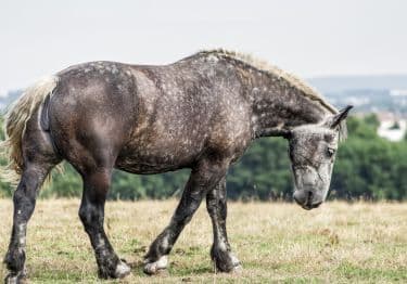 Guides Percheron