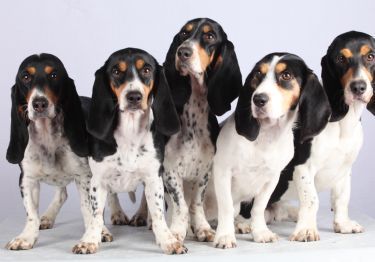 Guides Petit Chien Courant Suisse