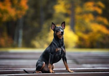 Guides Pinscher