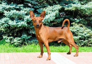 Guides Pinscher Nain