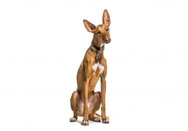 Guides Podenco Canario