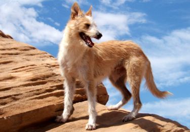 Guides Podengo portugais