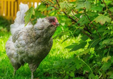 Guides Poule Araucana