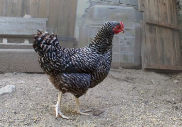 Guides Poule Coucou de Rennes