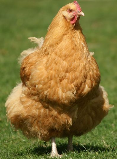 Guides Poule Orpington