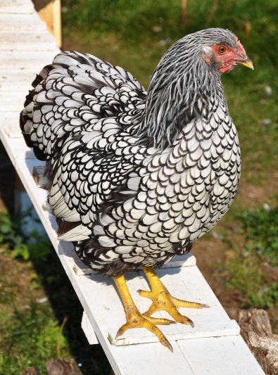 Guides Poule Wyandotte