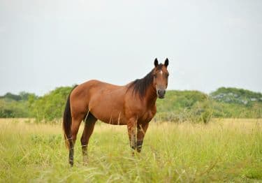 Guides Quarter Horse