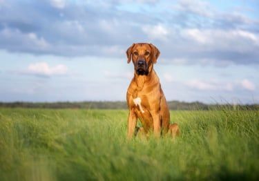 Guides Rhodesian-Ridgeback