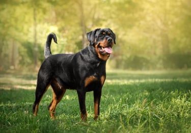 Guides Rottweiler