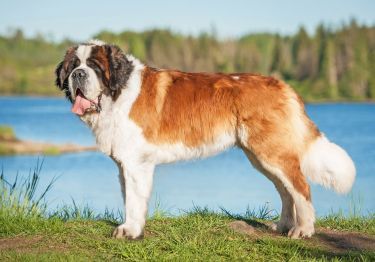 Guides Saint-Bernard