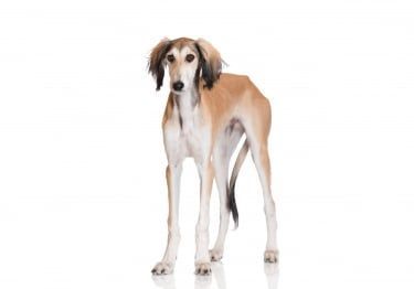 Guides Saluki