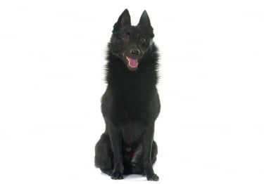 Guides Schipperke