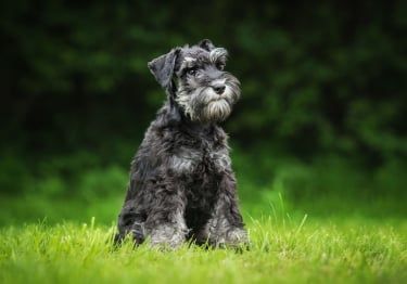 Guides Schnauzer
