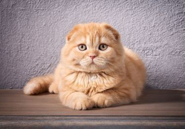 Guides Scottish Fold
