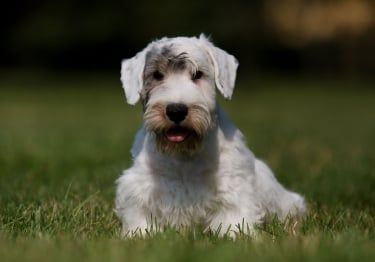 Guides Sealyham Terrier