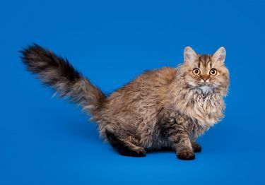 Guides Selkirk Rex