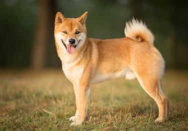 Guides Shiba Inu