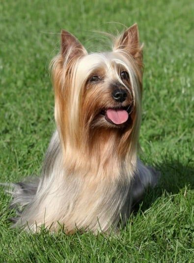Guides Silky Terrier