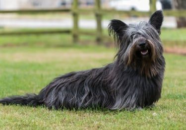 Guides Skye Terrier