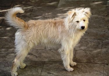 Guides Smous des Pays-Bas