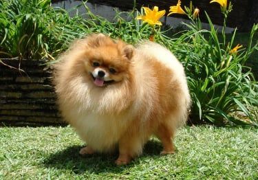 Guides Spitz Allemand