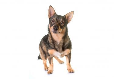 Guides Spitz des Wisigoths