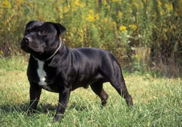 Guides Staffordshire Bull Terrier