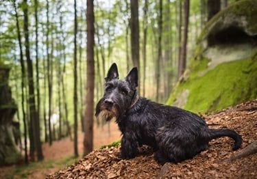 Guides Terrier Ecossais