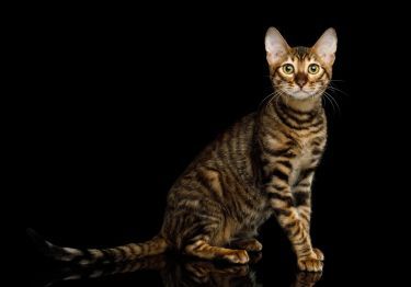 Guides Toyger
