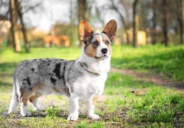 Guides Welsh Corgi Cardigan