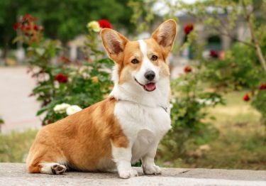 Guides Welsh Corgi Pembroke