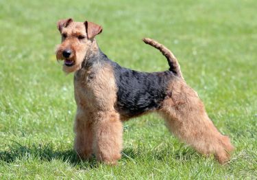 Guides Welsh Terrier