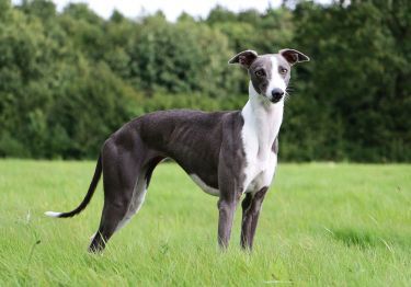 Guides Whippet