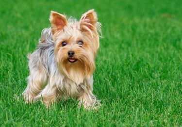 Guides Yorkshire Terrier