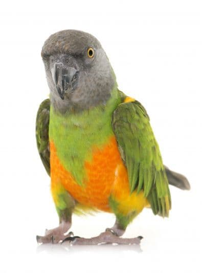 Guides Youyou du Sénégal