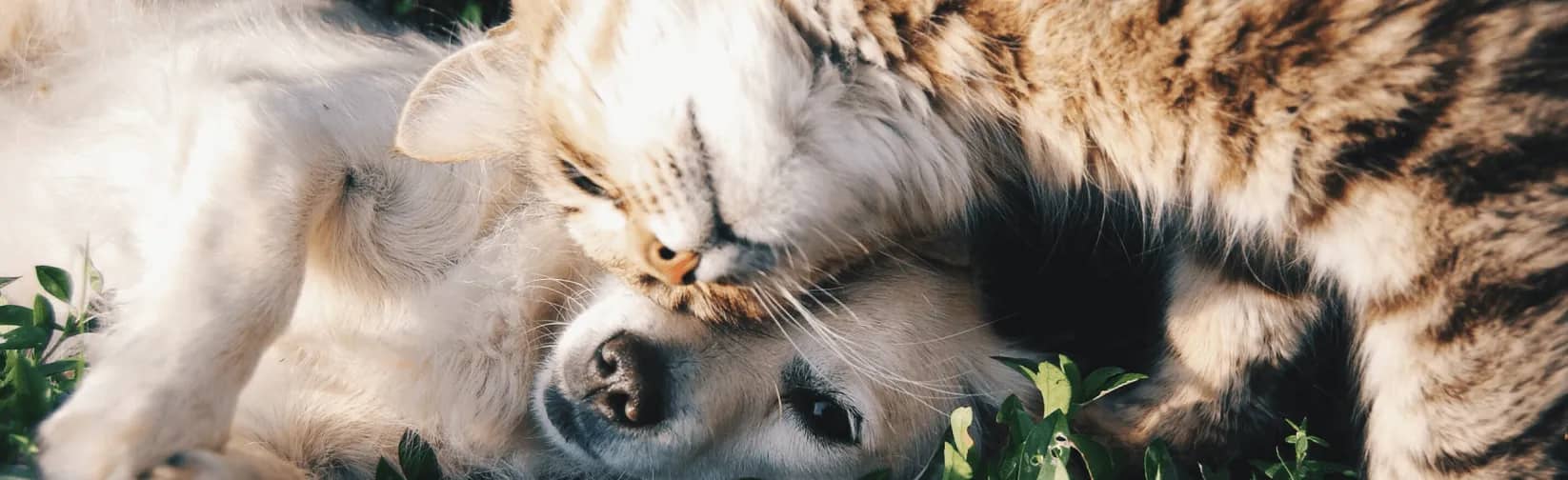 Photo d'animaux